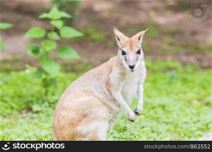 A Wallaby, an Australasian marsupial that is similar to, but smaller than, a kangaroo.