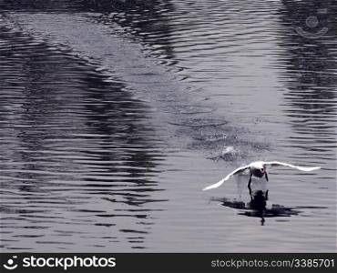 A wan landing on a lake