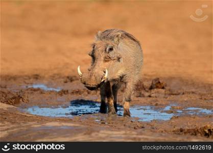 A warthog (Phacochoerus africanus) at a natural waterhole, South Africa