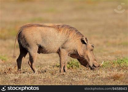 A warthog  Phacochoerus africanus  feeding in natural habitat, Addo Elephant National Park, South Africa 