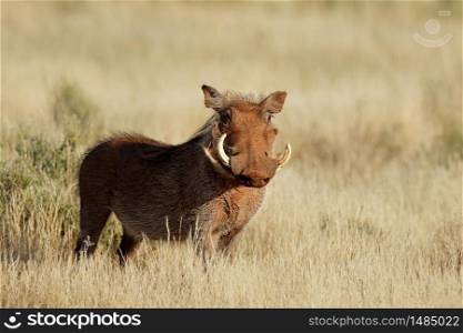 A warthog (Phacochoerus africanus) in natural habitat, South Africa