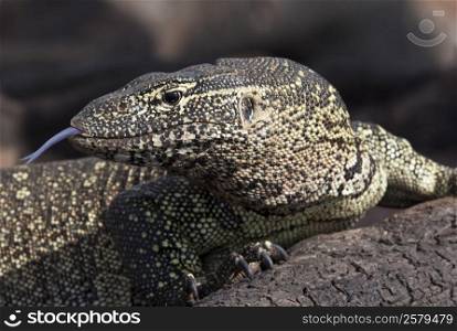 A Water Monitor (Varanus niloticus) on the banks of the Chobe River in northern Botswana