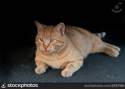 A well fed stray cat taking rest after a meal