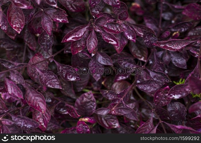 A wet and purple flower leaf standing on top of each other