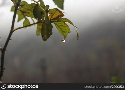 A wet branch and leafs background