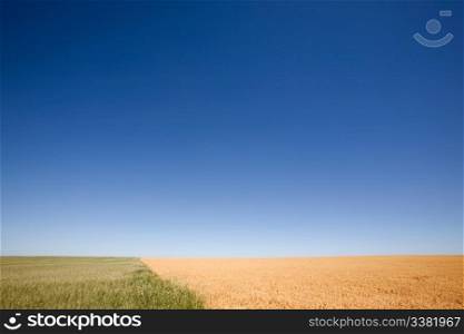 A wheat field contrasted against a pea field with a flat prairie horizon