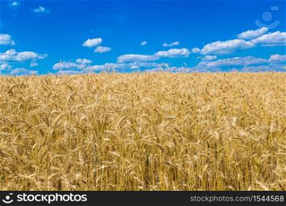 A wheat field in a beautiful summer day