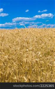 A wheat field in a beautiful summer day