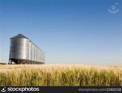 A wheat field with grain bins