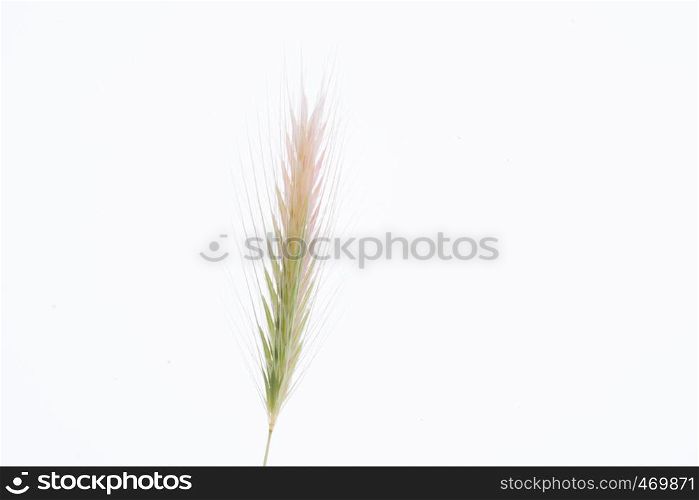 A wheat on a white background