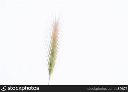 A wheat on a white background