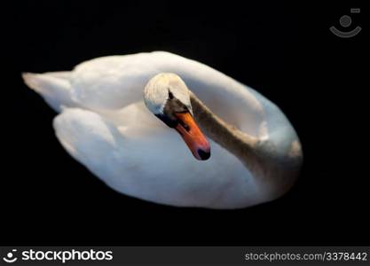 A while swan against a black background