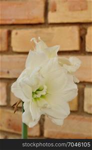 A white amaryllis isolated against a brick wall