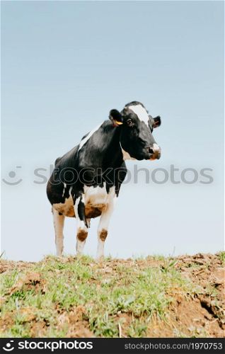 A white and black cow in the countryside looking to camera during a sunny day