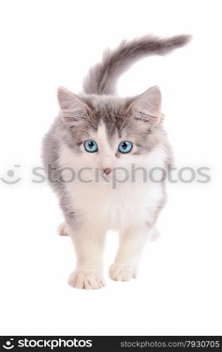 A white and grey kitten on a white background