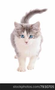 A white and grey kitten on a white background