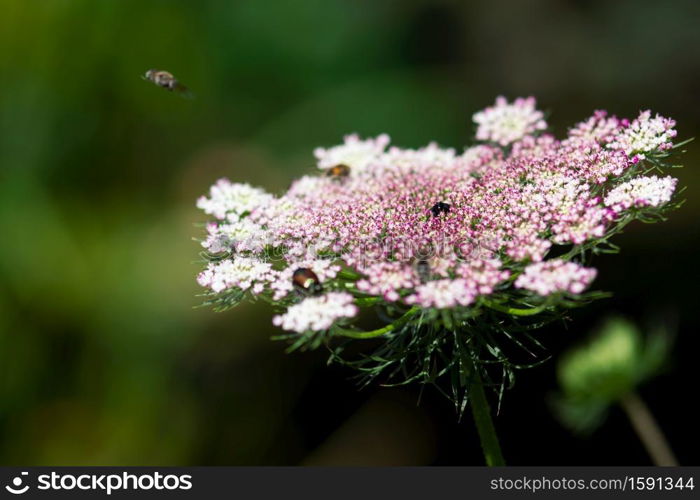 A white and pink Queen Ann?s lace flower blooms against a deep background.. Pink Queen Ann?s Lace