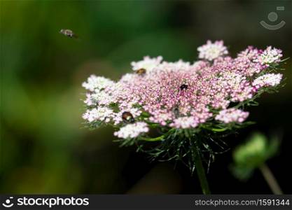 A white and pink Queen Ann?s lace flower blooms against a deep background.. Pink Queen Ann?s Lace