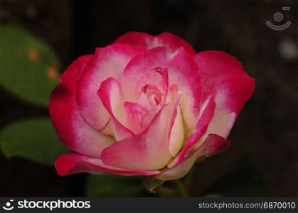 A white and pink rose in a garden
