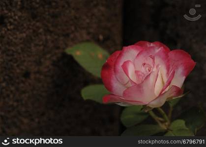 A white and pink rose with shallow depth of field