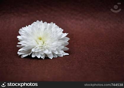 A white aster on a brown background