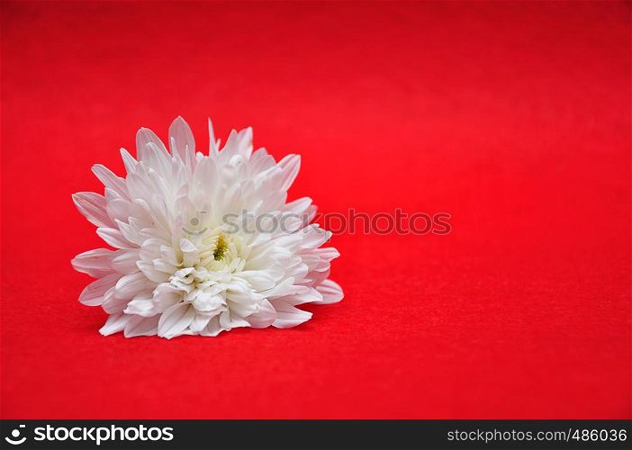 A white aster on a red background