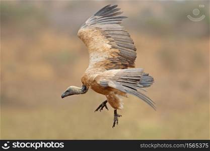 A white-backed vulture (Gyps africanus) landing, Kruger National Park, South Africa