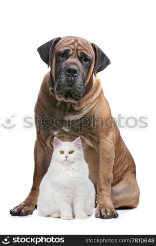 a white cat and a big dog in front of a white background