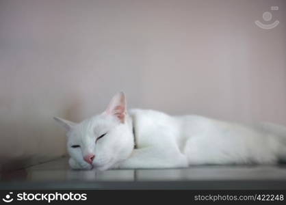 A white cat with two different color eyes as blue and yellow sleep