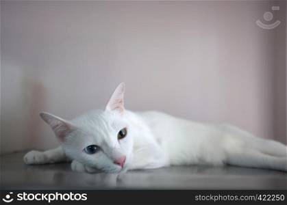 A white cat with two different color eyes as blue and yellow sleep