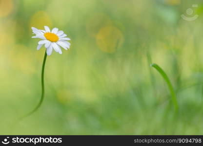 A white chamomile flower grows in a green meadow. Green background of summer nature on a sunny day. Beautiful garden chamomile flower on a green background. Beautiful natural background, copy space