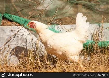 A white chicken runs along a fence as it tries to escape percieved danger.