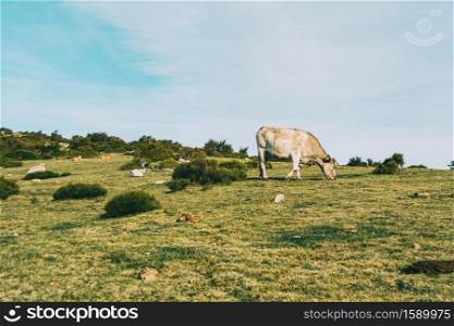 A white cow grazing in a meadow on the heights