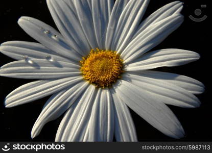 a white daisy isolated on black background