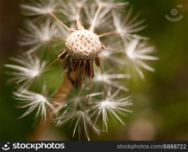 a white dandelion head close up broken bits missing flown off with porous top part in detail with pattern and texture blur background
