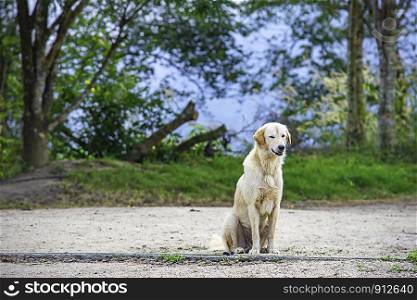 A white dog is sitting on the ground. The background trees.