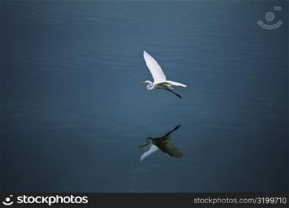 A white egret is seen flying over the island of Jamaica