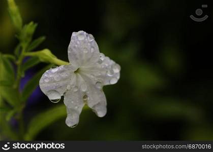 A white flower covered in water drops in a garden