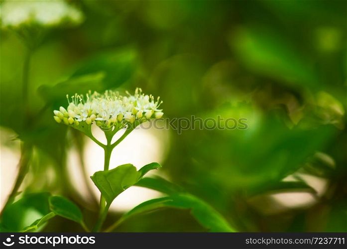 A white flower head blooms among green foliage in a summer, woodland garden.. White Umbel Flower Head