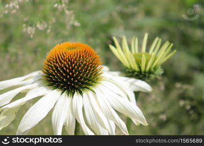 A white flower in the foreground captured at its peak age and its younger version in the background.. A white flower in the middle of park