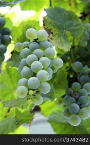 A White Grape Bunch ready for harvest