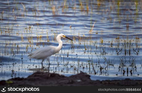 A white heron in the water fishing, close-up of a heron in the water, a white heron in the water searching for fish, hunting bird