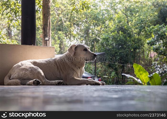 A white labrador retriever dog portrait sitting comfortable in relax time on concrete floor. Selective focus.