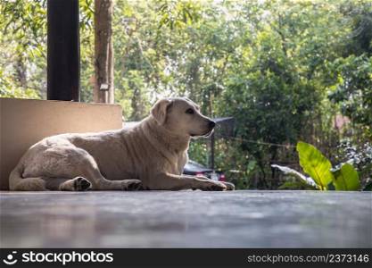A white labrador retriever dog portrait sitting comfortable in relax time on concrete floor. Selective focus.