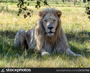 A white lion in Africa, sitting lion