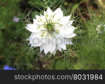 A white love in a mist in close up