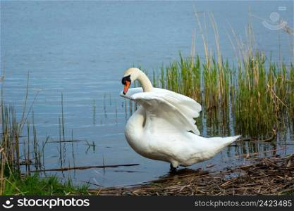 A white mute swan with raised wings, spring view
