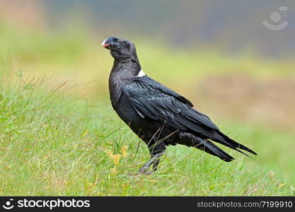 A white-necked raven (Corvus albicollis) sitting on green grass, South Africa