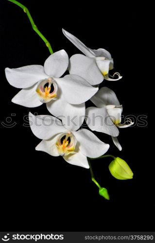 A white orchid on black blackground, Phalaenopsis amabilis, butterfly orchid used for program breeding