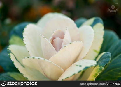 A white, ornamental cabbage grows in a summer flower garden.. White Ornamental Cabbage